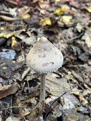 Macrolepiota ameriprocera