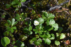Anemone parviflora