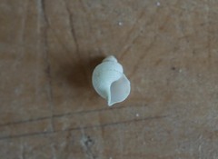 Struthiolaria papulosa