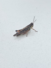 Melanoplini