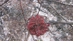 Drosera spatulata
