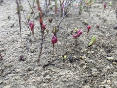 Suaeda maritima