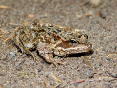 Rana cascadae