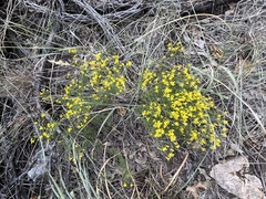 Gutierrezia microcephala