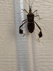 Leptoglossus zonatus