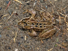 Rana cascadae