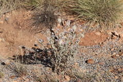 Ptilotus sessilifolius
