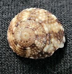 Tegula panamensis