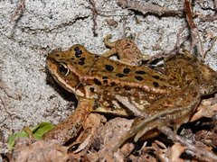 Rana cascadae
