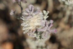 Ptilotus sessilifolius