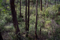 Corymbia calophylla