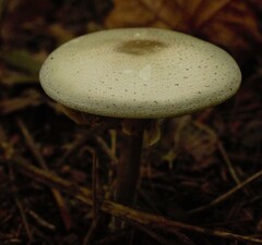 Agaricus placomyces