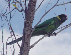 Barnardius zonarius semitorquatus