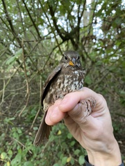 Passerella iliaca