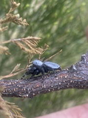 Phidippus octopunctatus