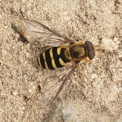 Syrphus opinator