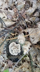 Trametes versicolor