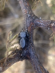 Phidippus octopunctatus