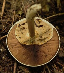 Agaricus placomyces