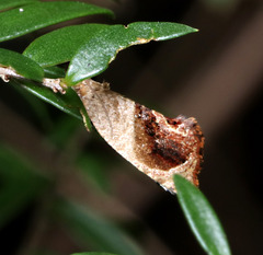 Acroceuthes metaxanthana