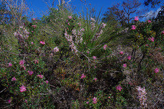 Isopogon dubius