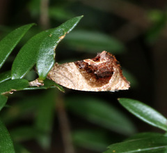 Acroceuthes metaxanthana