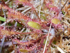 Drosera anglica