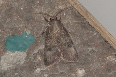 Agrotis trux