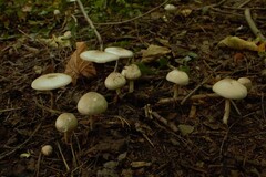 Agaricus placomyces