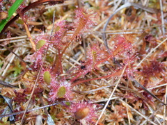 Drosera anglica