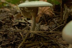 Agaricus placomyces