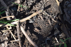 Acromyrmex crassispinus