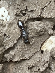 Tetramorium immigrans