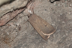 Agrotis trux