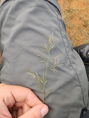 Eragrostis lehmanniana