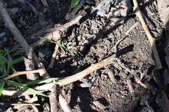 Acromyrmex crassispinus