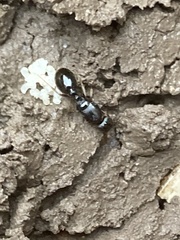 Tetramorium immigrans