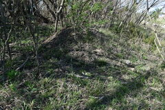 Acromyrmex crassispinus