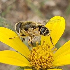 Eristalis hirta