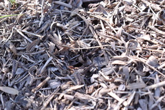 Acromyrmex crassispinus