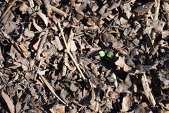 Acromyrmex crassispinus