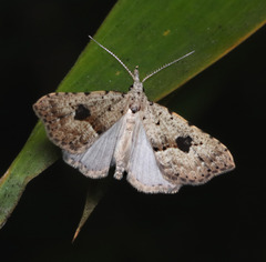 Trigonistis