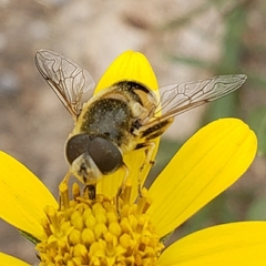 Eristalis hirta