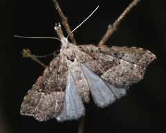 Trigonistis