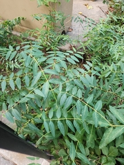 Senna hebecarpa