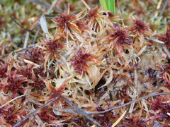 Sphagnum capillifolium
