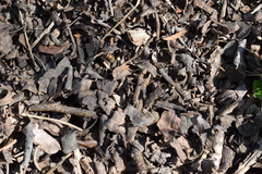 Acromyrmex crassispinus