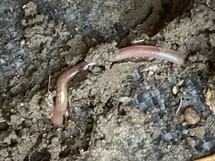 Lumbricus terrestris