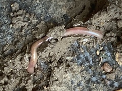 Lumbricus terrestris