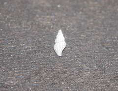 Liracraea odhneri